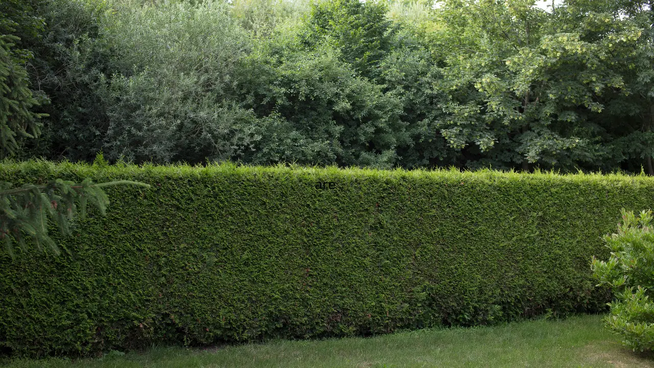 Immagine selezionata